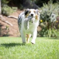 Hyper Pet Doggie Tail Interactive Dog Toy -Pet Dog Toys 80151 PT6. AC SS1800 V1639093362