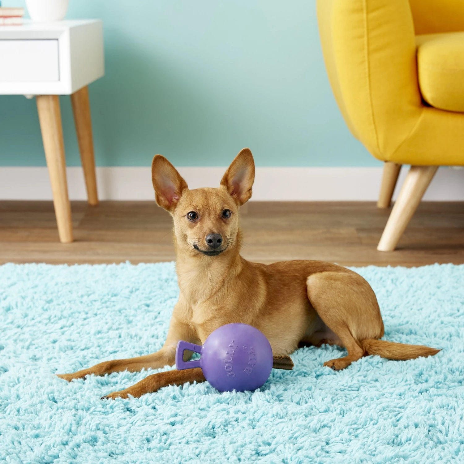 Jolly Pets Tug-n-Toss M-ini Dog Toy 5 Jolly Pets Tug-n-Toss M-ini Dog Toy - Image 3