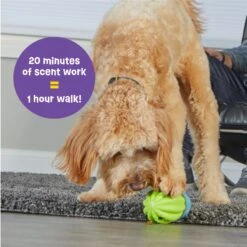 Brightkins Cactus Surprise! Treat Dispensing Dog Toy -Pet Dog Toys 805422 PT3. AC SS1800 V1682450547