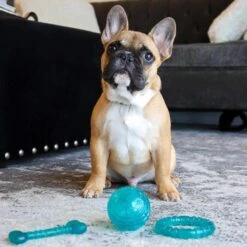 Li'l Pals Antimicrobial Ring Squeaky Dog Toy, Teal 7 Li'l Pals Antimicrobial Ring Squeaky Dog Toy, Teal -Pet Dog Toys 805726 PT2. AC SS1800 V1683041379