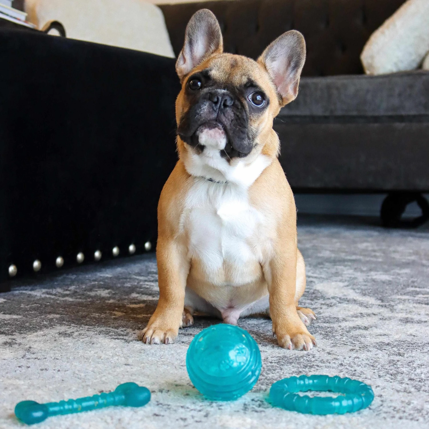 Li'l Pals Antimicrobial Ring Squeaky Dog Toy, Teal 5 Li'l Pals Antimicrobial Ring Squeaky Dog Toy, Teal - Image 3