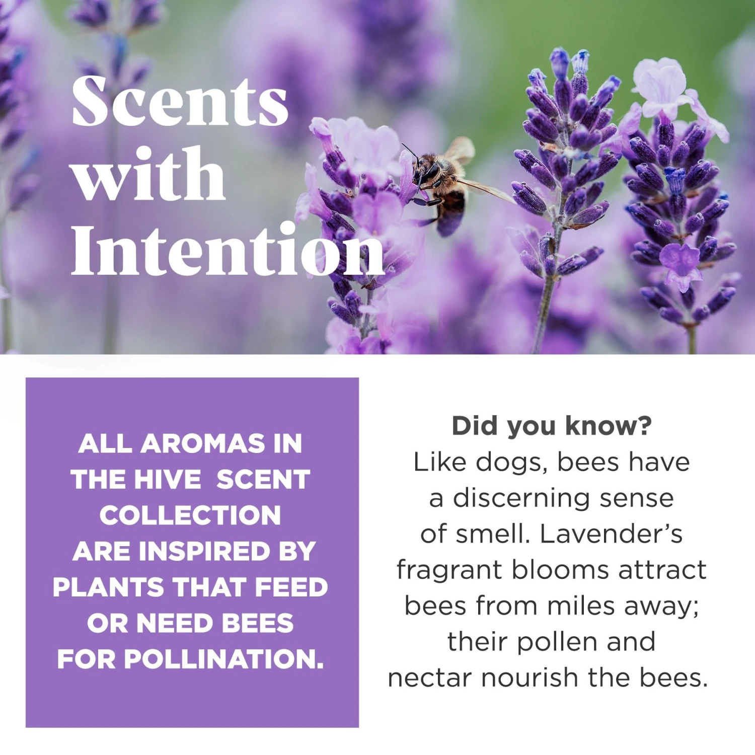 Project Hive Pet Company Hive Calming Lavender Scented Chew Dog Toy, Purple, Large, Purple 5 Project Hive Pet Company Hive Calming Lavender Scented Chew Dog Toy, Purple, Large, Purple - Image 3