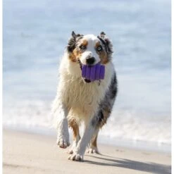 Project Hive Pet Company Hive Calming Lavender Scented Chew Dog Toy, Purple, Large, Purple 11 Project Hive Pet Company Hive Calming Lavender Scented Chew Dog Toy, Purple, Large, Purple -Pet Dog Toys 806014 PT3. AC SS1800 V1683561679