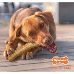 Nylabone Power Chew Peanut Butter Flavored Dog Chew Toy 17 Nylabone Power Chew Peanut Butter Flavored Dog Chew Toy -Pet Dog Toys 80694 PT6. AC SS1800 V1674658537