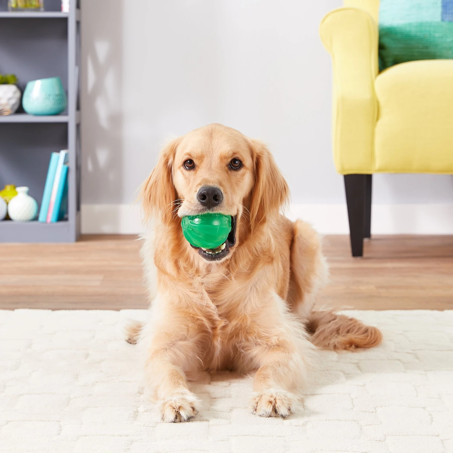 JW Pet Play Place Squeaky Dog Ball, Color Varies 4 JW Pet Play Place Squeaky Dog Ball, Color Varies - Image 2