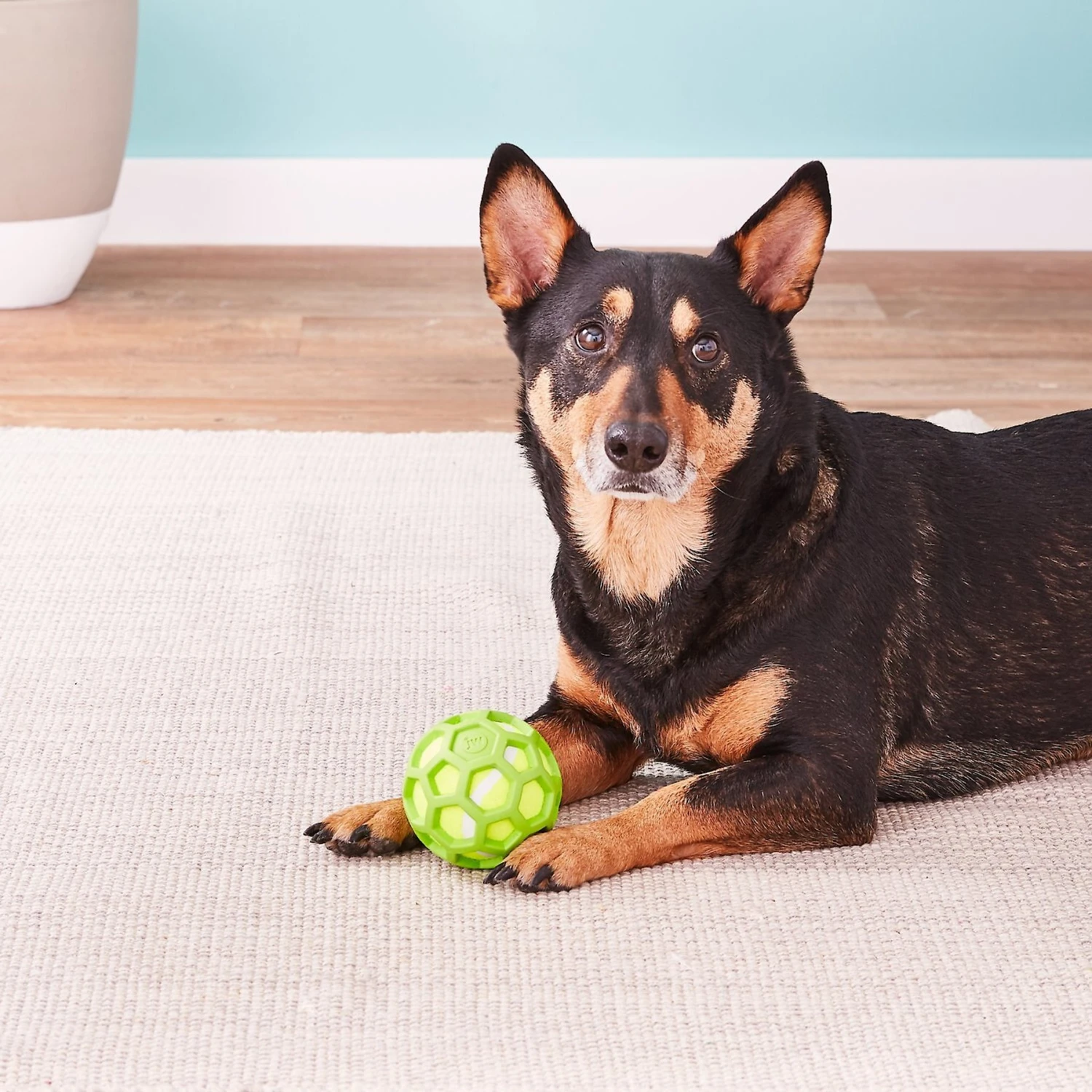 JW Pet ProTEN Hol-ee Roller Dog Toy 4 JW Pet ProTEN Hol-ee Roller Dog Toy - Image 2