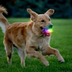 Nite Ize GlowStreak Wild LED Ball-Disc-O Dog Toy 12 Nite Ize GlowStreak Wild LED Ball-Disc-O Dog Toy -Pet Dog Toys 821286 PT1. AC SS1800 V1680285582