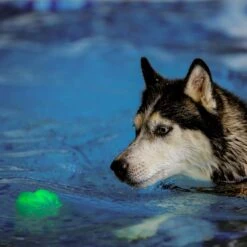 Nite Ize GlowStreak Wild LED Ball-Disc-O Dog Toy 16 Nite Ize GlowStreak Wild LED Ball-Disc-O Dog Toy -Pet Dog Toys 821286 PT5. AC SS1800 V1680285527