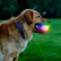 Nite Ize GlowStreak Wild LED Ball-Disc-O Dog Toy 17 Nite Ize GlowStreak Wild LED Ball-Disc-O Dog Toy -Pet Dog Toys 821286 PT6. AC SS1800 V1680287200