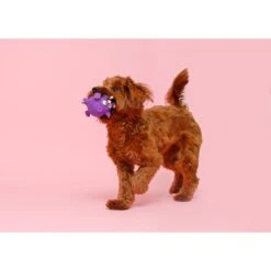 Hartz Zoo Balloons Squeaky Latex Dog Toy, Character Varies -Pet Dog Toys 82678 PT3. AC SS1800 V1660706280