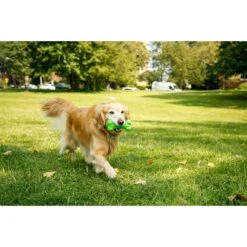 Hartz Dura Play Bone Squeaky Latex Dog Toy -Pet Dog Toys 82721 PT3. AC SS1800 V1660706813