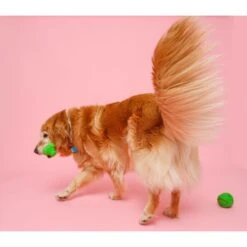 Hartz Dura Play Bone Squeaky Latex Dog Toy -Pet Dog Toys 82721 PT4. AC SS1800 V1660706812