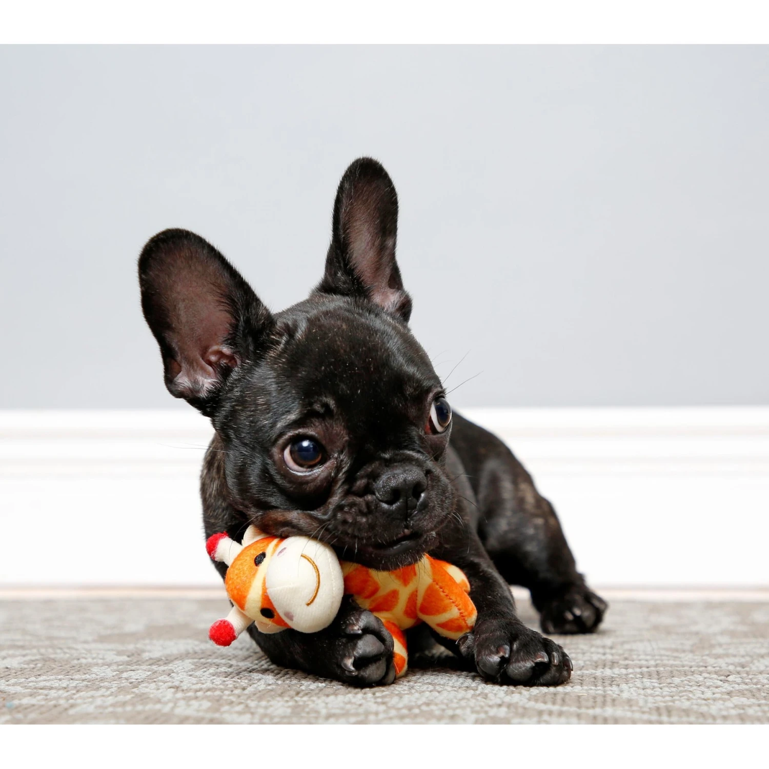 Hartz Tiny Dog Jungle Squeaky Plush Dog Toy, Character Varies 5 Hartz Tiny Dog Jungle Squeaky Plush Dog Toy, Character Varies - Image 3