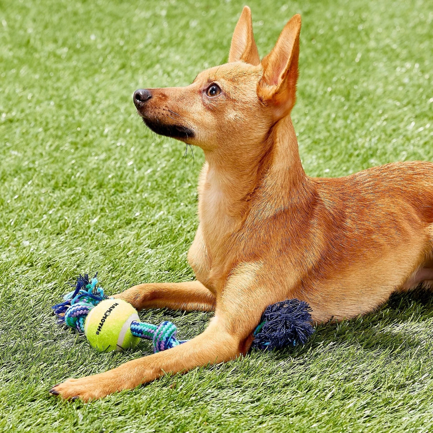 Mammoth Braided Tug With Tennis Ball For Dogs, Color Varies 5 Mammoth Braided Tug With Tennis Ball For Dogs, Color Varies - Image 3