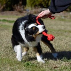 Playology Puppy Tough Tug Knot Beef Dog Toy, Red, Large -Pet Dog Toys 839046 PT4. AC SS1800 V1683744746