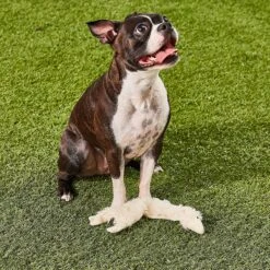 Ethical Pet Skinneeez Crinklers Lamb Stuffing-Free Squeaky Plush Dog Toy 7 Ethical Pet Skinneeez Crinklers Lamb Stuffing-Free Squeaky Plush Dog Toy -Pet Dog Toys 85045 PT7. AC SS1800 V1527093302