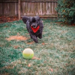 Pet Fit For Life Dog Step-on Sprinkler Dog Toy, Silver 16 Pet Fit For Life Dog Step-on Sprinkler Dog Toy, Silver -Pet Dog Toys 872438 PT6. AC SS1800 V1686246169