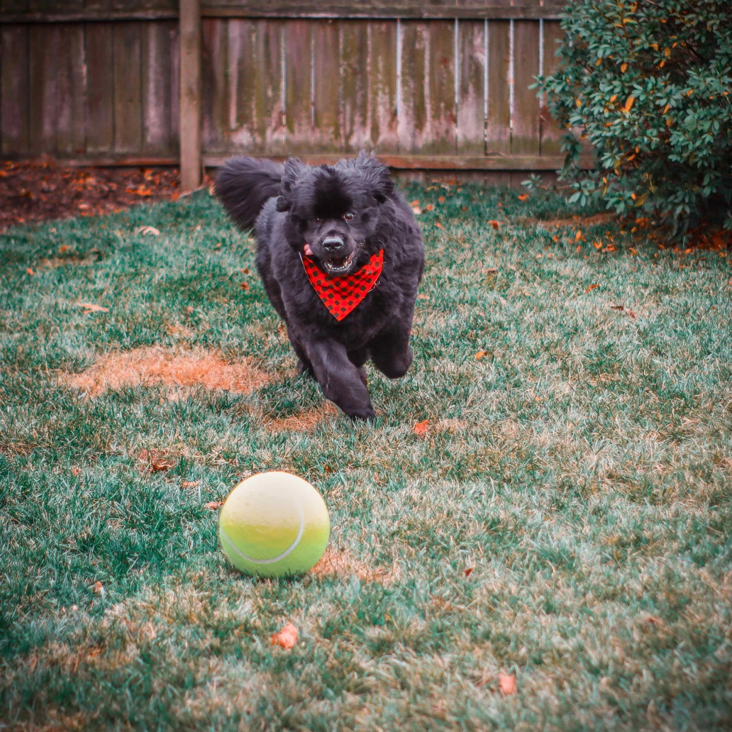 Pet Fit For Life Dog Step-on Sprinkler Dog Toy, Silver 9 Pet Fit For Life Dog Step-on Sprinkler Dog Toy, Silver - Image 7