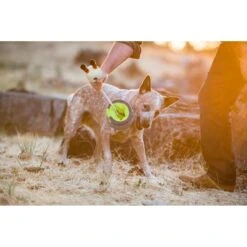 P.L.A.Y. Pet Lifestyle And You Howling Haunts Pupspotion Plush Squeaky Dog Toy 13 P.L.A.Y. Pet Lifestyle And You Howling Haunts Pupspotion Plush Squeaky Dog Toy -Pet Dog Toys 896966 PT5. AC SS1800 V1689950059