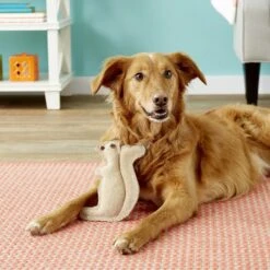 Ethical Pet Dura-Fused Leather Squirrel Dog Toy 9 Ethical Pet Dura-Fused Leather Squirrel Dog Toy -Pet Dog Toys 90212 PT7. AC SS1800 V1527093438