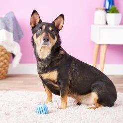 KONG Puppy Activity Ball Dog Toy, Color Varies -Pet Dog Toys 91191 PT4. AC SS1800 V1603145499