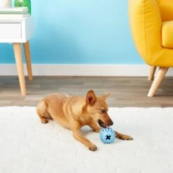 KONG Puppy Activity Ball Dog Toy, Color Varies -Pet Dog Toys 91191 PT5. AC SS1800 V1603156594