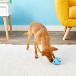 KONG Puppy Activity Ball Dog Toy, Color Varies -Pet Dog Toys 91191 PT6. AC SS1800 V1603153584