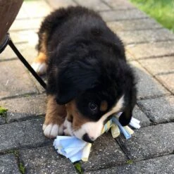 Snuggle Puppy Rings With Rope Puppy Chew Toy, Small 13 Snuggle Puppy Rings With Rope Puppy Chew Toy, Small -Pet Dog Toys 913110 PT5. AC SS1800 V1689702910