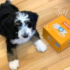 Nylabone The Box Chew Toy & Treat Gift Box 18 Nylabone The Box Chew Toy & Treat Gift Box -Pet Dog Toys 915502 PT7. AC SS1800 V1700169600