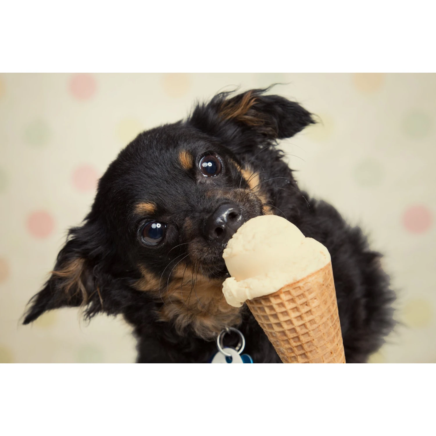 Goody Box Birthday Dog Toys & Treats & Pooch Creamery Peanut Butter Flavor Ice Cream Mix Dog Treat, 5.25-oz Cup 11 Goody Box Birthday Dog Toys & Treats & Pooch Creamery Peanut Butter Flavor Ice Cream Mix Dog Treat, 5.25-oz Cup - Image 9