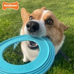Nylabone Power Play Super Flyer Puppy Toy, Blue -Pet Dog Toys 939830 PT2. AC SS1800 V1692108863