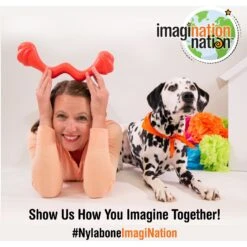 Nylabone Creative Play Eggi Treat Dispenser Dog Toy -Pet Dog Toys 940662 PT7. AC SS1800 V1692280898