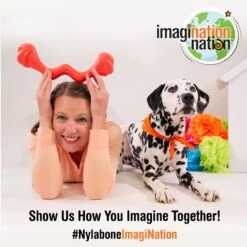 Nylabone Creative Play Springa Pull Dog Toy 18 Nylabone Creative Play Springa Pull Dog Toy -Pet Dog Toys 940694 PT7. AC SS1800 V1692280869