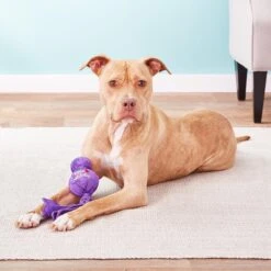 KONG Wubba Classic Dog Toy, Color Varies & KONG Tugga Wubba Dog Toy, Color Varies -Pet Dog Toys 947390 PT4. AC SS1800 V1693921599