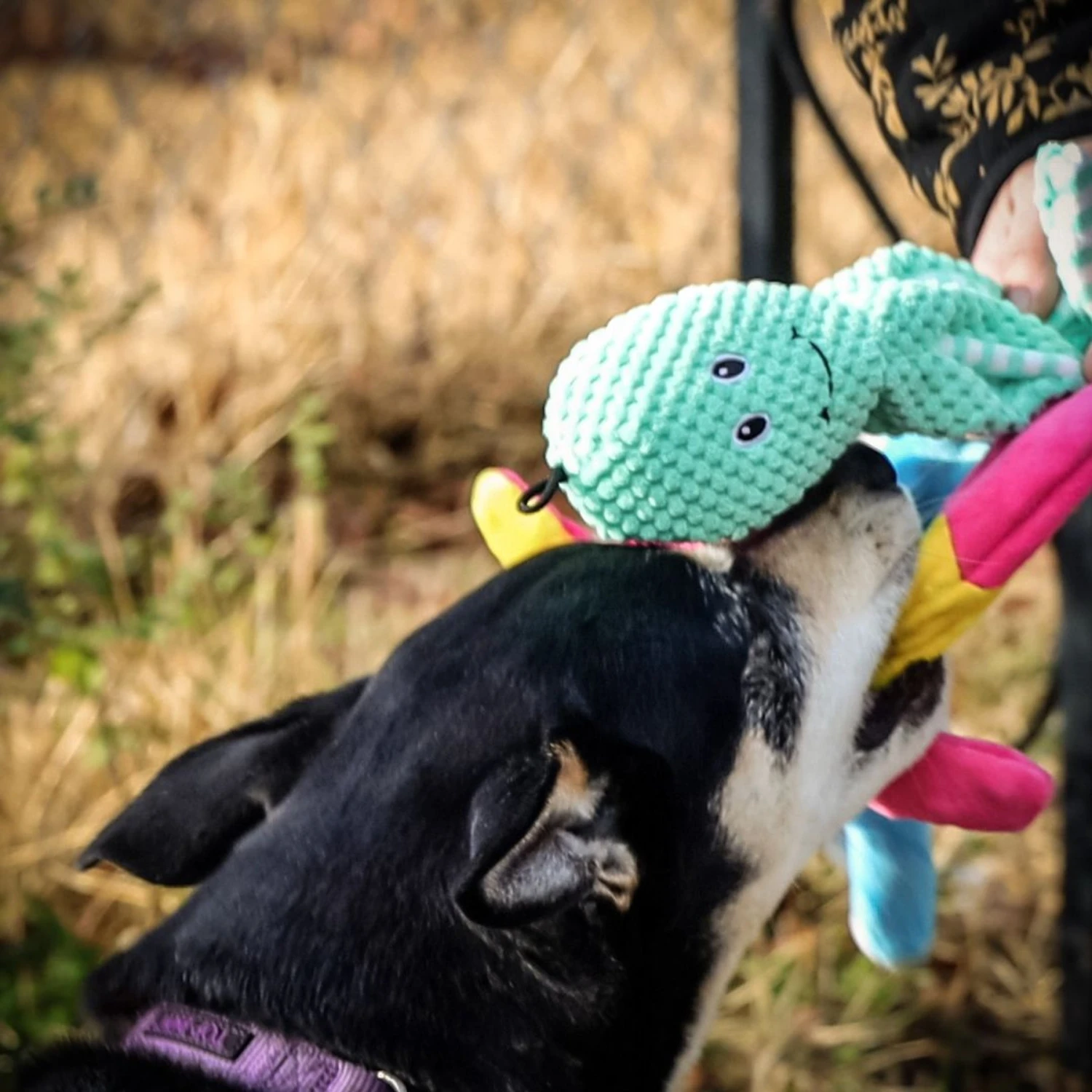 Pet Fit For Life Squeaky Plush Dog Toy For Alligator Wand, 3 Count 6 Pet Fit For Life Squeaky Plush Dog Toy For Alligator Wand, 3 Count - Image 4