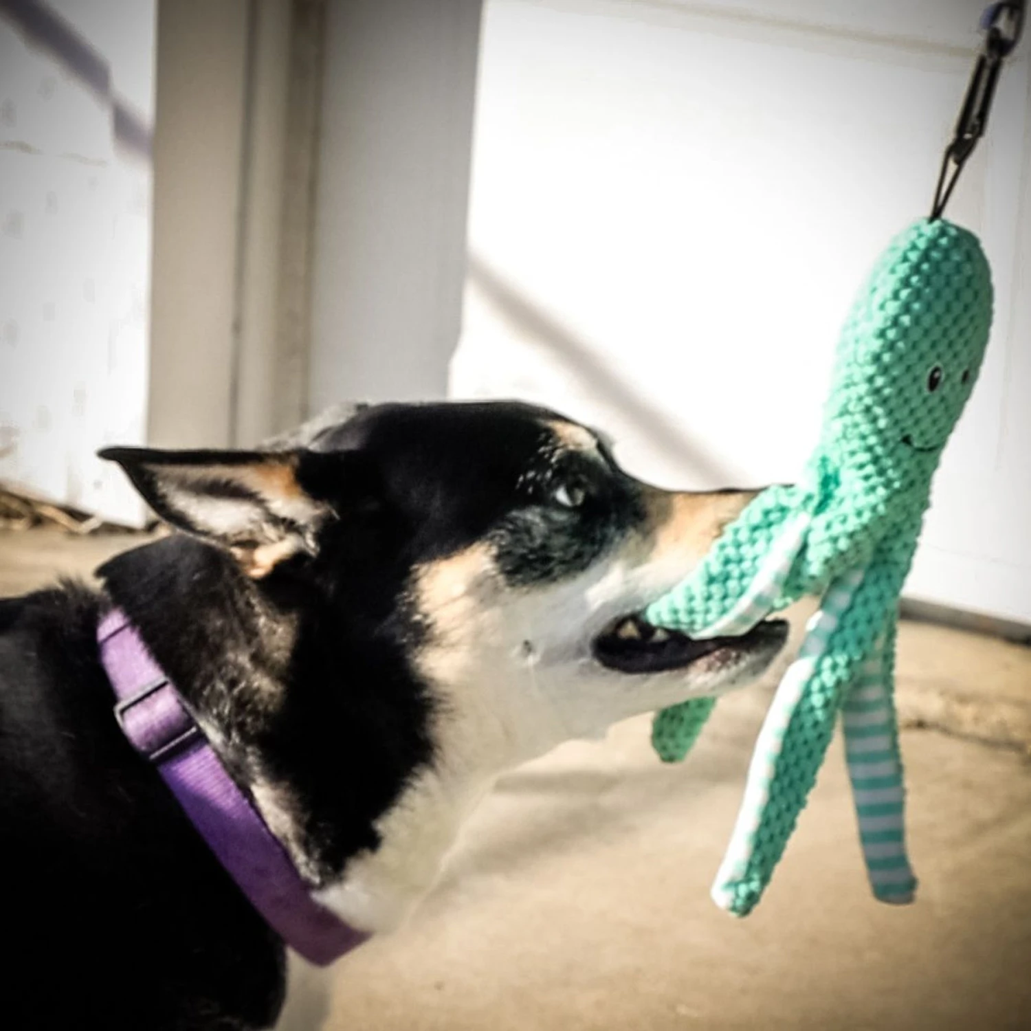 Pet Fit For Life Squeaky Plush Dog Toy For Alligator Wand, 3 Count 10 Pet Fit For Life Squeaky Plush Dog Toy For Alligator Wand, 3 Count - Image 8