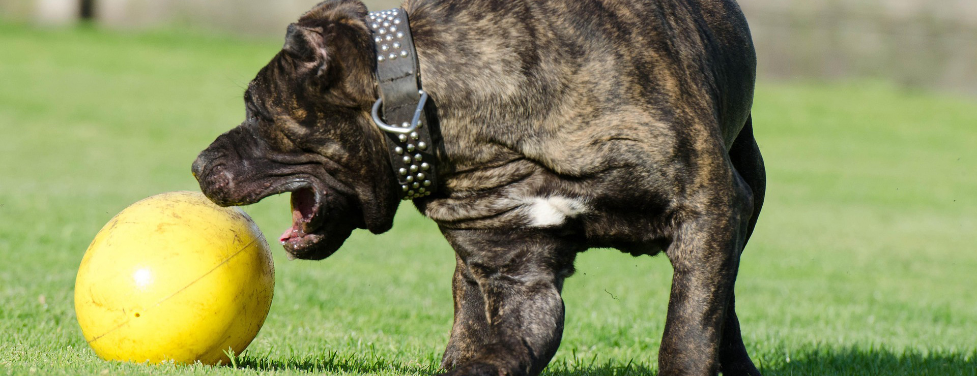 Pet Dog Toys -Pet Dog Toys dogo canario 750555 1920