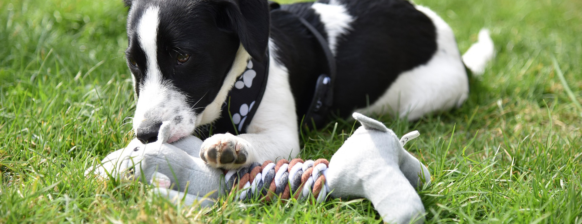 Pet Dog Toys -Pet Dog Toys puppy 4105322 1920